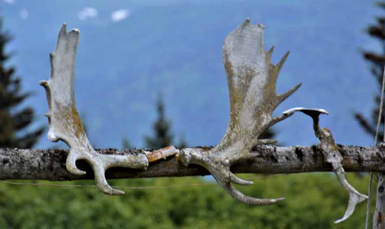 moose rack 